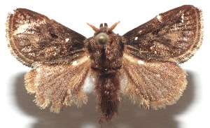  ( - 16-SRNP-104209)  @11 [ ] CreativeCommons - Attribution Non-Commercial Share-Alike (2018) Daniel H. Janzen Guanacaste Dry Forest Conservation Fund