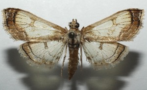  ( - 16-SRNP-104895)  @11 [ ] CreativeCommons - Attribution Non-Commercial Share-Alike (2018) Daniel H. Janzen Guanacaste Dry Forest Conservation Fund