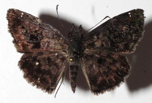  ( - 16-SRNP-45741)  @14 [ ] CreativeCommons  Attribution Non-Commercial Share-Alike (2017) Daniel H. Janzen Guanacaste Dry Forest Conservation Fund