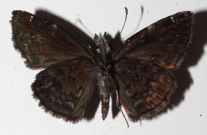  ( - 16-SRNP-45741)  @14 [ ] CreativeCommons  Attribution Non-Commercial Share-Alike (2017) Daniel H. Janzen Guanacaste Dry Forest Conservation Fund