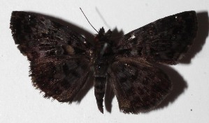  ( - 16-SRNP-45744)  @14 [ ] CreativeCommons  Attribution Non-Commercial Share-Alike (2017) Daniel H. Janzen Guanacaste Dry Forest Conservation Fund