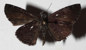  ( - 16-SRNP-45744)  @14 [ ] CreativeCommons  Attribution Non-Commercial Share-Alike (2017) Daniel H. Janzen Guanacaste Dry Forest Conservation Fund