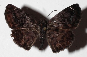  ( - 16-SRNP-45748)  @14 [ ] CreativeCommons  Attribution Non-Commercial Share-Alike (2017) Daniel H. Janzen Guanacaste Dry Forest Conservation Fund