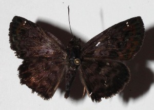  ( - 16-SRNP-45749)  @14 [ ] CreativeCommons  Attribution Non-Commercial Share-Alike (2017) Daniel H. Janzen Guanacaste Dry Forest Conservation Fund