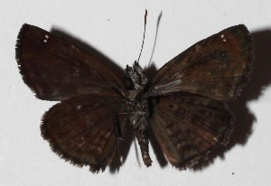  ( - 16-SRNP-45749)  @14 [ ] CreativeCommons  Attribution Non-Commercial Share-Alike (2017) Daniel H. Janzen Guanacaste Dry Forest Conservation Fund