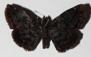  ( - 16-SRNP-45751)  @14 [ ] CreativeCommons  Attribution Non-Commercial Share-Alike (2017) Daniel H. Janzen Guanacaste Dry Forest Conservation Fund