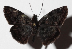  ( - 16-SRNP-45752)  @14 [ ] CreativeCommons  Attribution Non-Commercial Share-Alike (2017) Daniel H. Janzen Guanacaste Dry Forest Conservation Fund