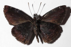  ( - 16-SRNP-45752)  @14 [ ] CreativeCommons  Attribution Non-Commercial Share-Alike (2017) Daniel H. Janzen Guanacaste Dry Forest Conservation Fund