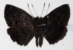  ( - 16-SRNP-45778)  @14 [ ] CreativeCommons  Attribution Non-Commercial Share-Alike (2017) Daniel H. Janzen Guanacaste Dry Forest Conservation Fund