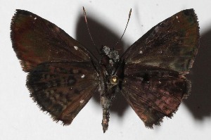  ( - 16-SRNP-45778)  @14 [ ] CreativeCommons  Attribution Non-Commercial Share-Alike (2017) Daniel H. Janzen Guanacaste Dry Forest Conservation Fund