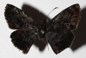  ( - 16-SRNP-45924)  @14 [ ] CreativeCommons  Attribution Non-Commercial Share-Alike (2017) Daniel H. Janzen Guanacaste Dry Forest Conservation Fund