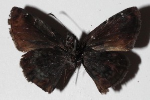  ( - 16-SRNP-45924)  @14 [ ] CreativeCommons  Attribution Non-Commercial Share-Alike (2017) Daniel H. Janzen Guanacaste Dry Forest Conservation Fund