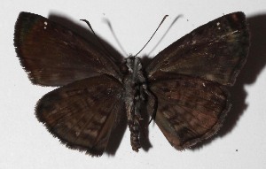  ( - 16-SRNP-46022)  @14 [ ] CreativeCommons  Attribution Non-Commercial Share-Alike (2017) Daniel H. Janzen Guanacaste Dry Forest Conservation Fund