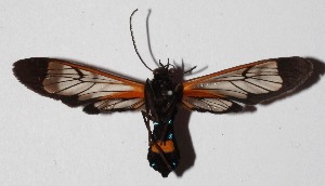  ( - 16-SRNP-70025)  @13 [ ] CreativeCommons  Attribution Non-Commercial Share-Alike (2017) Daniel H. Janzen Guanacaste Dry Forest Conservation Fund