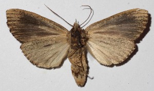  ( - 16-SRNP-75427)  @13 [ ] CreativeCommons  Attribution Non-Commercial Share-Alike (2017) Daniel H. Janzen Guanacaste Dry Forest Conservation Fund