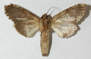  ( - 10-SRNP-22122)  @14 [ ] CreativeCommons - Attribution Non-Commercial Share-Alike (2010) Daniel H. Janzen Guanacaste Dry Forest Conservation Fund