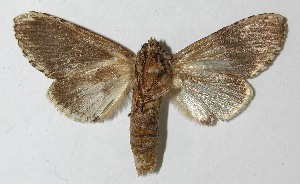  ( - 10-SRNP-22123)  @14 [ ] CreativeCommons - Attribution Non-Commercial Share-Alike (2010) Daniel H. Janzen Guanacaste Dry Forest Conservation Fund