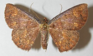  ( - 10-SRNP-71560)  @14 [ ] CreativeCommons - Attribution Non-Commercial Share-Alike (2010) Daniel H. Janzen Guanacaste Dry Forest Conservation Fund