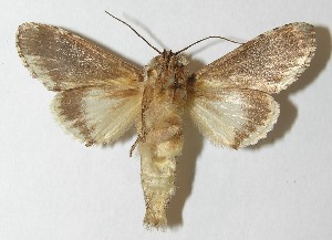  ( - 10-SRNP-72977)  @14 [ ] CreativeCommons - Attribution Non-Commercial Share-Alike (2010) Daniel H. Janzen Guanacaste Dry Forest Conservation Fund