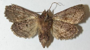  ( - 10-SRNP-73089)  @14 [ ] CreativeCommons - Attribution Non-Commercial Share-Alike (2010) Daniel H. Janzen Guanacaste Dry Forest Conservation Fund