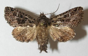  ( - 10-SRNP-73131)  @14 [ ] CreativeCommons - Attribution Non-Commercial Share-Alike (2013) Daniel H. Janzen Guanacaste Dry Forest Conservation Fund