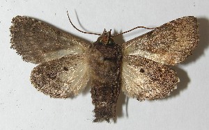  ( - 10-SRNP-73131)  @14 [ ] CreativeCommons - Attribution Non-Commercial Share-Alike (2013) Daniel H. Janzen Guanacaste Dry Forest Conservation Fund