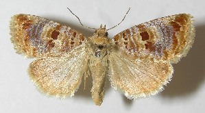  ( - 10-SRNP-81421)  @14 [ ] CreativeCommons - Attribution Non-Commercial Share-Alike (2013) Daniel H. Janzen Guanacaste Dry Forest Conservation Fund