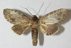  ( - 10-SRNP-81663)  @14 [ ] CreativeCommons - Attribution Non-Commercial Share-Alike (2010) Daniel H. Janzen Guanacaste Dry Forest Conservation Fund