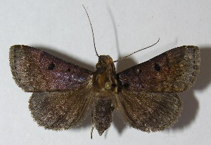  ( - 11-SRNP-1116)  @14 [ ] CreativeCommons - Attribution Non-Commercial Share-Alike (2012) Daniel H. Janzen Guanacaste Dry Forest Conservation Fund