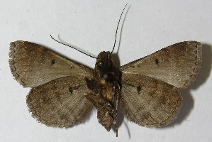  ( - 11-SRNP-1116)  @14 [ ] CreativeCommons - Attribution Non-Commercial Share-Alike (2012) Daniel H. Janzen Guanacaste Dry Forest Conservation Fund