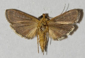  ( - 11-SRNP-1769)  @13 [ ] CreativeCommons - Attribution Non-Commercial Share-Alike (2013) Daniel H. Janzen Guanacaste Dry Forest Conservation Fund