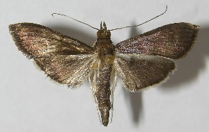  ( - 11-SRNP-20286)  @14 [ ] CreativeCommons - Attribution Non-Commercial Share-Alike (2013) Daniel H. Janzen Guanacaste Dry Forest Conservation Fund