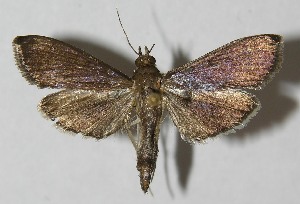  ( - 11-SRNP-22785)  @14 [ ] CreativeCommons - Attribution Non-Commercial Share-Alike (2013) Daniel H. Janzen Guanacaste Dry Forest Conservation Fund