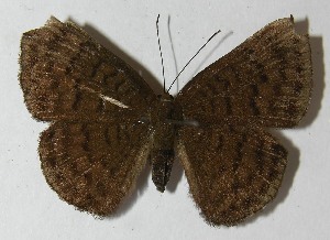  ( - 11-SRNP-30753)  @13 [ ] CreativeCommons - Attribution Non-Commercial Share-Alike (2013) Daniel H. Janzen Guanacaste Dry Forest Conservation Fund