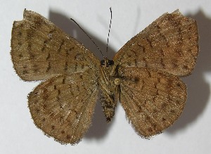  ( - 11-SRNP-30753)  @13 [ ] CreativeCommons - Attribution Non-Commercial Share-Alike (2013) Daniel H. Janzen Guanacaste Dry Forest Conservation Fund