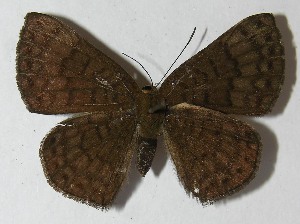  ( - 11-SRNP-30757)  @13 [ ] CreativeCommons - Attribution Non-Commercial Share-Alike (2013) Daniel H. Janzen Guanacaste Dry Forest Conservation Fund