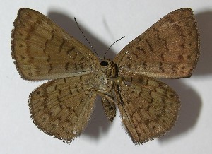  ( - 11-SRNP-30757)  @13 [ ] CreativeCommons - Attribution Non-Commercial Share-Alike (2013) Daniel H. Janzen Guanacaste Dry Forest Conservation Fund