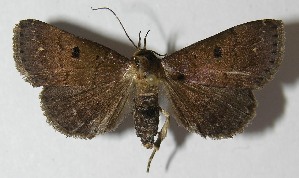  ( - 11-SRNP-40698)  @14 [ ] CreativeCommons - Attribution Non-Commercial Share-Alike (2012) Daniel H. Janzen Guanacaste Dry Forest Conservation Fund