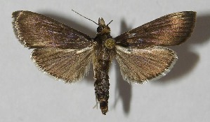  ( - 11-SRNP-41001)  @14 [ ] CreativeCommons - Attribution Non-Commercial Share-Alike (2010) Daniel H. Janzen Guanacaste Dry Forest Conservation Fund