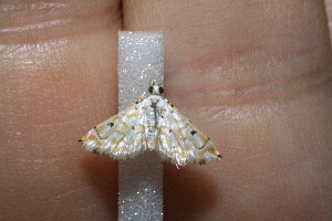  ( - 11-SRNP-41006)  @12 [ ] CreativeCommons - Attribution Non-Commercial Share-Alike (2010) Daniel H. Janzen Guanacaste Dry Forest Conservation Fund