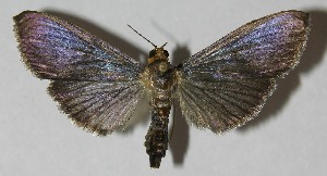  ( - 11-SRNP-41817)  @13 [ ] CreativeCommons - Attribution Non-Commercial Share-Alike (2010) Daniel H. Janzen Guanacaste Dry Forest Conservation Fund