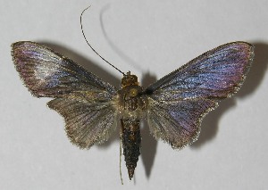  ( - 11-SRNP-41820)  @13 [ ] CreativeCommons - Attribution Non-Commercial Share-Alike (2010) Daniel H. Janzen Guanacaste Dry Forest Conservation Fund