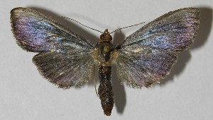  ( - 11-SRNP-41822)  @13 [ ] CreativeCommons - Attribution Non-Commercial Share-Alike (2010) Daniel H. Janzen Guanacaste Dry Forest Conservation Fund