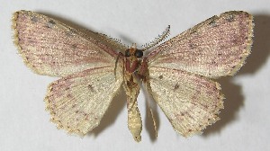  ( - 11-SRNP-42011)  @13 [ ] CreativeCommons - Attribution Non-Commercial Share-Alike (2010) Daniel H. Janzen Guanacaste Dry Forest Conservation Fund