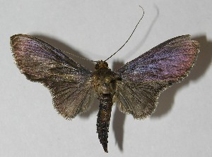  ( - 11-SRNP-42073)  @13 [ ] CreativeCommons - Attribution Non-Commercial Share-Alike (2010) Daniel H. Janzen Guanacaste Dry Forest Conservation Fund