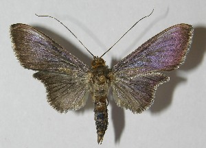  ( - 11-SRNP-42078)  @13 [ ] CreativeCommons - Attribution Non-Commercial Share-Alike (2010) Daniel H. Janzen Guanacaste Dry Forest Conservation Fund