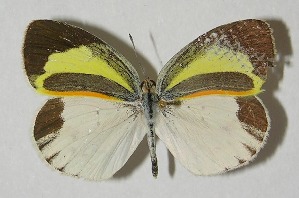  (Eurema eugenia - 11-SRNP-55299)  @15 [ ] CreativeCommons - Attribution Non-Commercial Share-Alike (2010) Daniel H. Janzen Guanacaste Dry Forest Conservation Fund