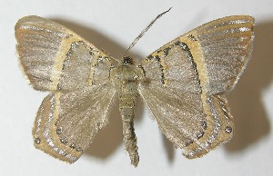 ( - 11-SRNP-70884)  @13 [ ] CreativeCommons - Attribution Non-Commercial Share-Alike (2010) Daniel H. Janzen Guanacaste Dry Forest Conservation Fund