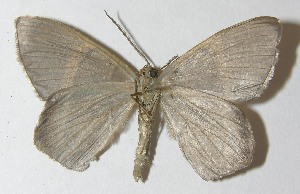  ( - 11-SRNP-70884)  @13 [ ] CreativeCommons - Attribution Non-Commercial Share-Alike (2010) Daniel H. Janzen Guanacaste Dry Forest Conservation Fund