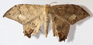  ( - 12-SRNP-65856)  @14 [ ] CreativeCommons - Attribution Non-Commercial Share-Alike (2015) Daniel H. Janzen Guanacaste Dry Forest Conservation Fund